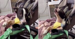 Cucciolo con bisogni speciali è euforico nel ricevere il suo nuovo passeggino (VIDEO)
