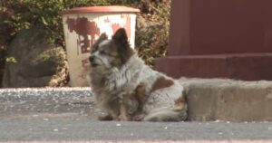 Cucciolo di cane cieco aspetta per 10 anni che il suo proprietario torni a prenderlo