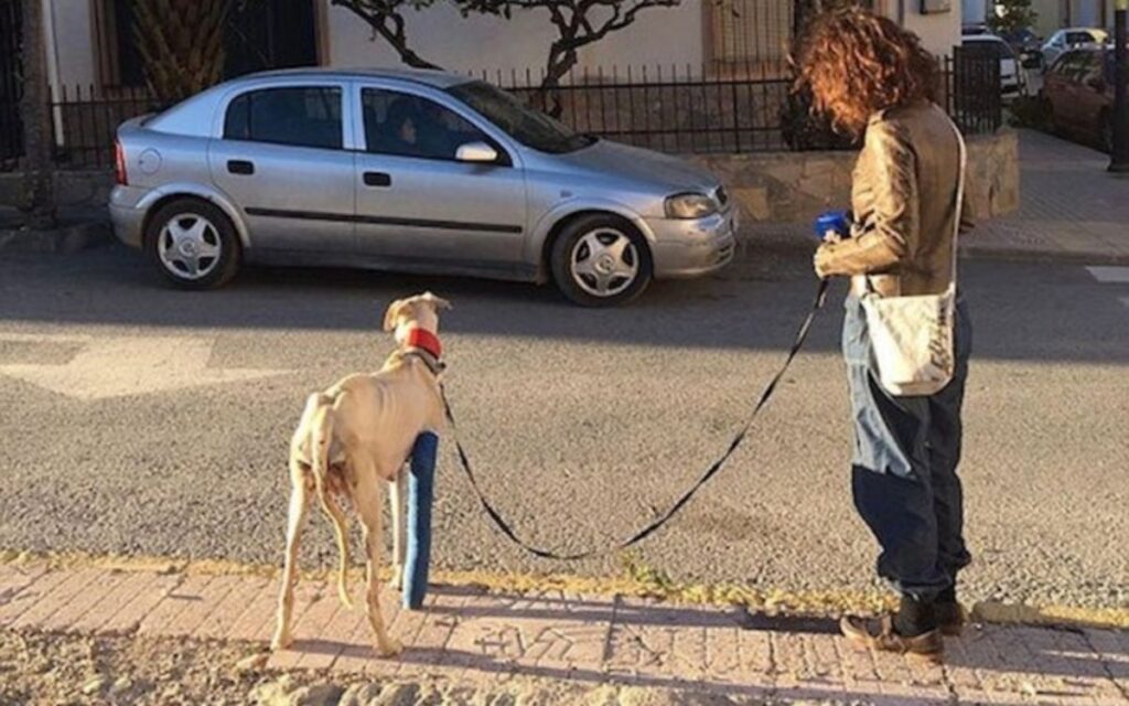 Cane coraggioso con gamba rotta ritrova i suoi 10 cuccioli