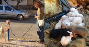 Cagnolina coraggioso cammina per due miglia con una gamba rotta  in cerca dei suoi cuccioli