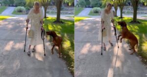 cucciolo esulta quando vede la sua proprietaria camminare