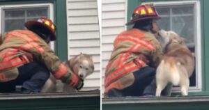 Il cane è rimasto intrappolato nella sua casa e ha ringraziato il pompiere che l’ha salvato con dei baci