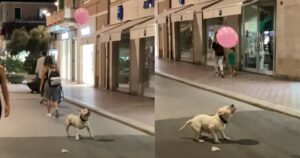 Cucciolo di cane viene ripreso mentre si diverte a giocare con un palloncino