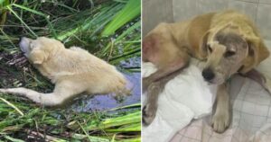 Cane paralizzato e ferito nel fiume piange di gioia quando viene salvato