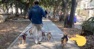 Cane randagio si unisce a un gruppo di animali domestici che il ragazzo porta a spasso per lavoro