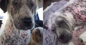 Cane randagio malato ha allungato la zampa verso degli estranei. Cosa è successo