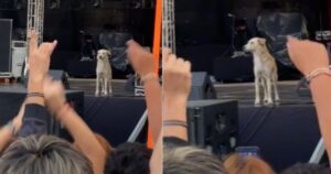 Cucciolo di cane randagio sale su un palco e viene applaudito dalla folla