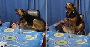 Cane scaccia il festeggiato dalla sedia e si siede per farsi cantare gli auguri