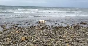 Cane fa una scoperta vicino alla costa dell’oceano e si rifiuta di andare via finché il suo proprietario non corre in suo aiuto (VIDEO)