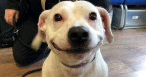 Cane con un sorriso bellissimo riesce ad abbattere le convenzioni sulla sua razza