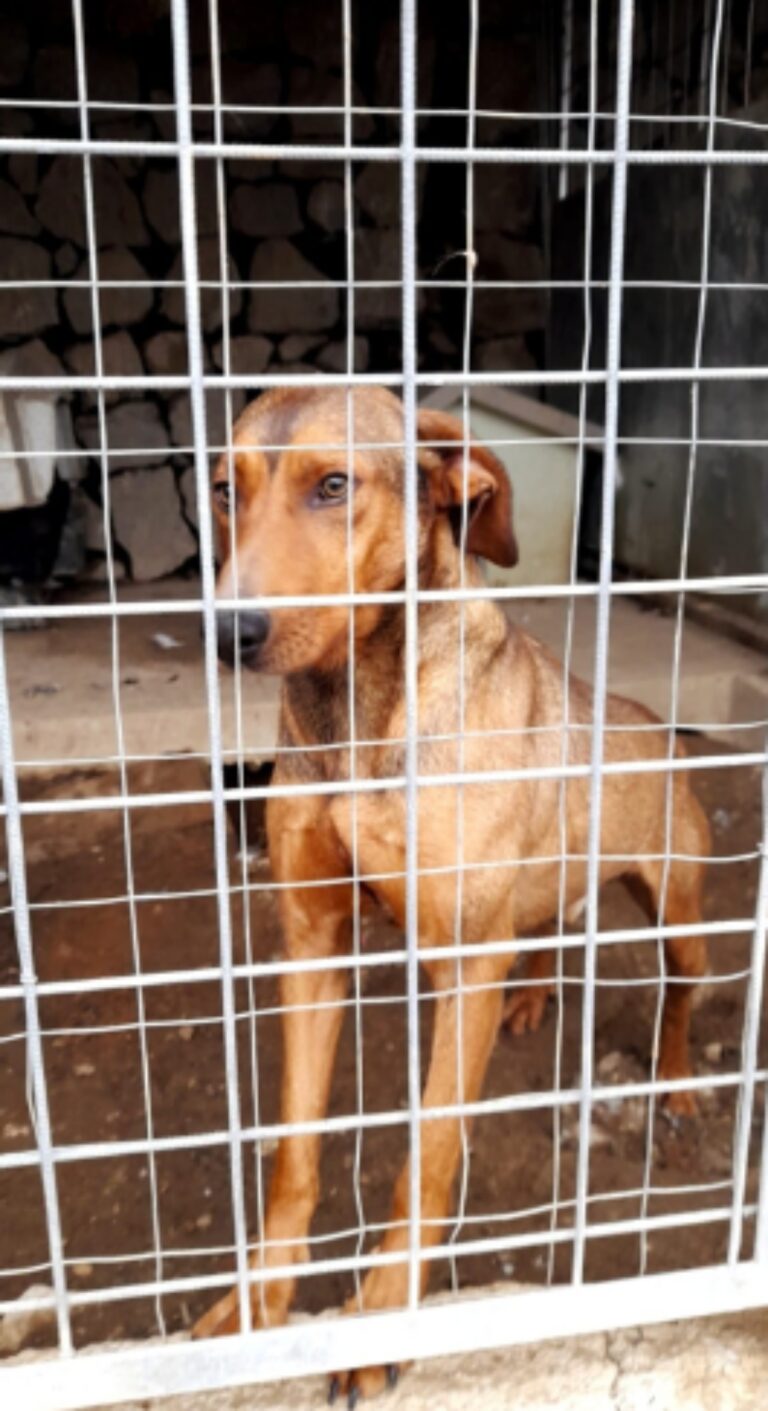 Cagnolone rinchiuso e gettato in un burrone. Il suo istinto di ...