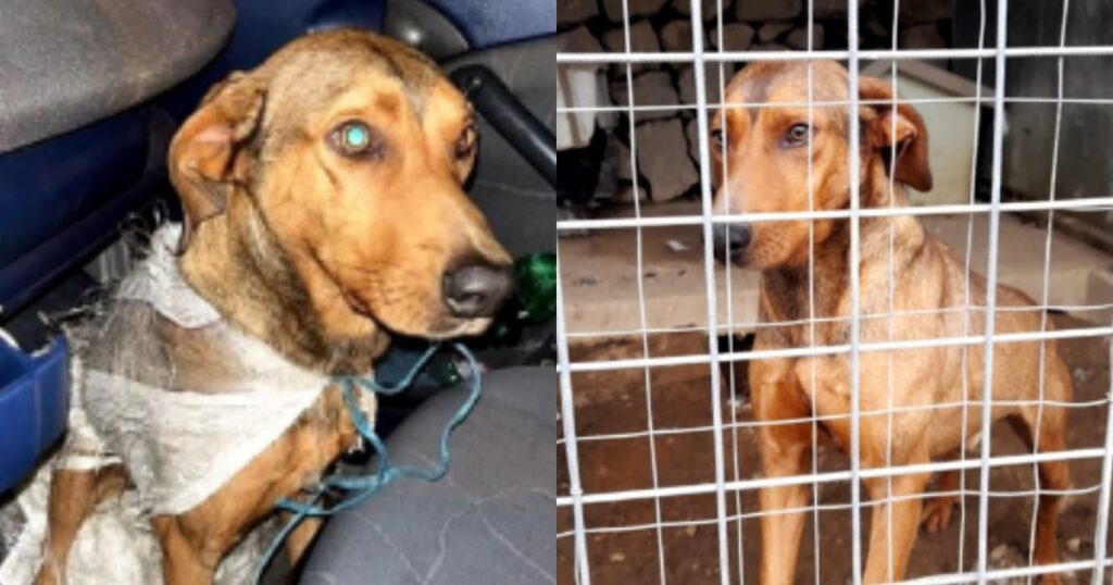 Cane viene chiuso in un sacco e gettato in un burrone