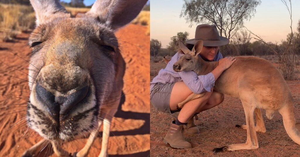 canguro abbraccia tutti i suoi soccorritori