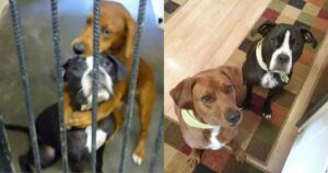 Due cagnolini erano destinati all’eutanasia ma riescono a salvarsi. Ecco come hanno fatto