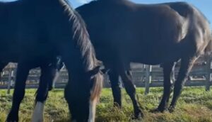I cavalli Phantom e Teton sono dolcissimi insieme e il loro legame è unico (VIDEO)