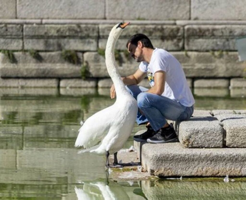 cigno solitario e giardiniere