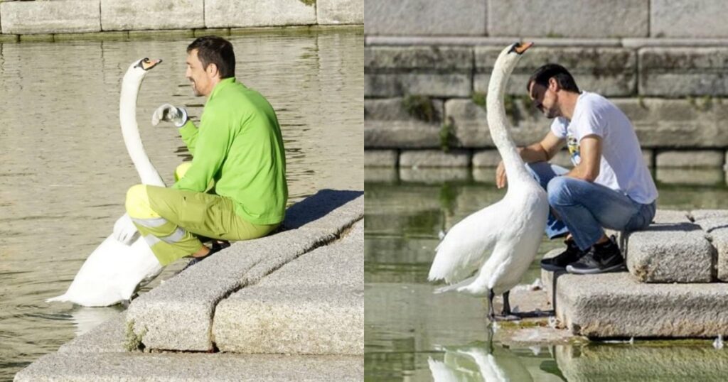 cigno solitario e giardiniere