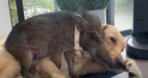 Cucciolo di cinghiale crede che il Labrador sia suo padre