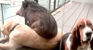 Un cucciolo di cinghiale viene salvato da una coppia che ha deciso di adottarlo (VIDEO)
