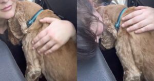 Il cucciolo ha capito che era arrivato il momento di salutare la sua padrona per sempre (VIDEO)