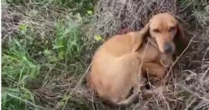Cucciolo si rannicchia su se stesso fuori il rifugio chiedendo di essere salvato (VIDEO)