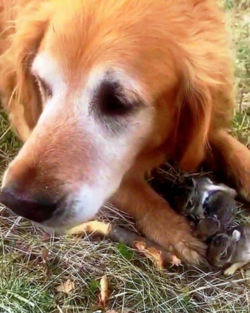 donna vede cane con cuccioli di coniglio