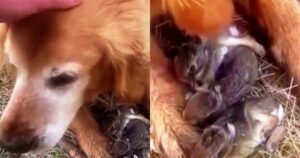 La donna pensava che il suo cane avesse catturato degli uccelli, poi guarda in mezzo alle sue zampe