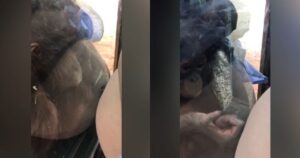 Donna incinta rimane sorpresa quando un piccolo orango gli da un bacio sulla pancia (VIDEO)