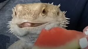 Il drago Lenny è molto goloso ma non ama proprio tutti gli alimenti (VIDEO)
