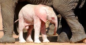 Rarissimo cucciolo di elefante albino è stato trovato in Sud Africa con la pelle rosa e gli occhi rossi