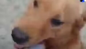 Una famiglia di Labrador ha trovato un amico speciale che ha deciso di adottarla (VIDEO)