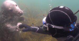 Foca si avvicina al subacqueo e gli afferra la mano per farsi grattare la pancia