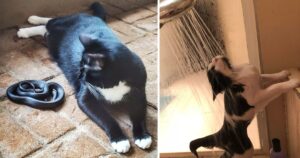 15 Foto di gatti che dimostrano che non possiamo mai capirli veramente