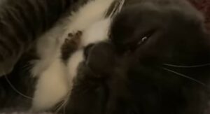 Proprietari ricordano la vita della loro gatta nana Bucchi; la sua storia (VIDEO)