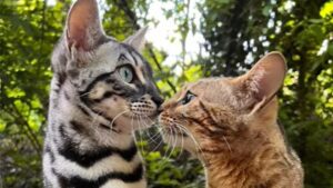 Le gatte Tala e Mara sono felici di vivere insieme ogni giorno tantissime avventure (VIDEO)
