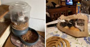 15 Foto di gatti senza vergogna che sanno benissimo chi è il capo in casa ( non l’umano)