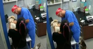 Un gattino coraggioso difende cane che piangeva dal veterinario(VIDEO)