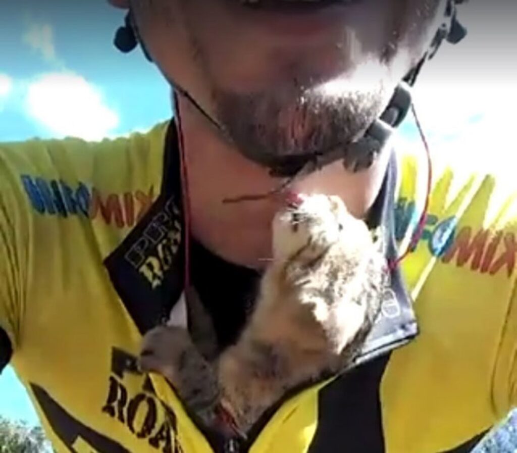 gattino nella maglia di un ciclista