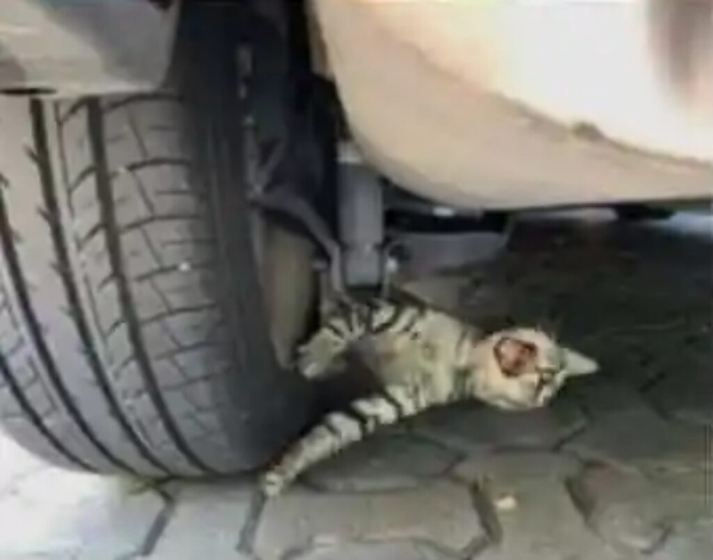 gatto finge di essere schiacciato da una macchina