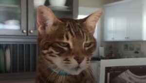Il gatto del Bengala Mango Brown non riesce a non inondare di baci la sua famiglia (VIDEO)