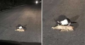 Gatto cerca tristemente di rianimare il suo amico per strada, senza sapere che è deceduto