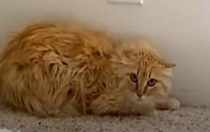 La gatta arrabbiata Amber ha affrontato un dolore che l’aveva cambiata; ora è felice (VIDEO)
