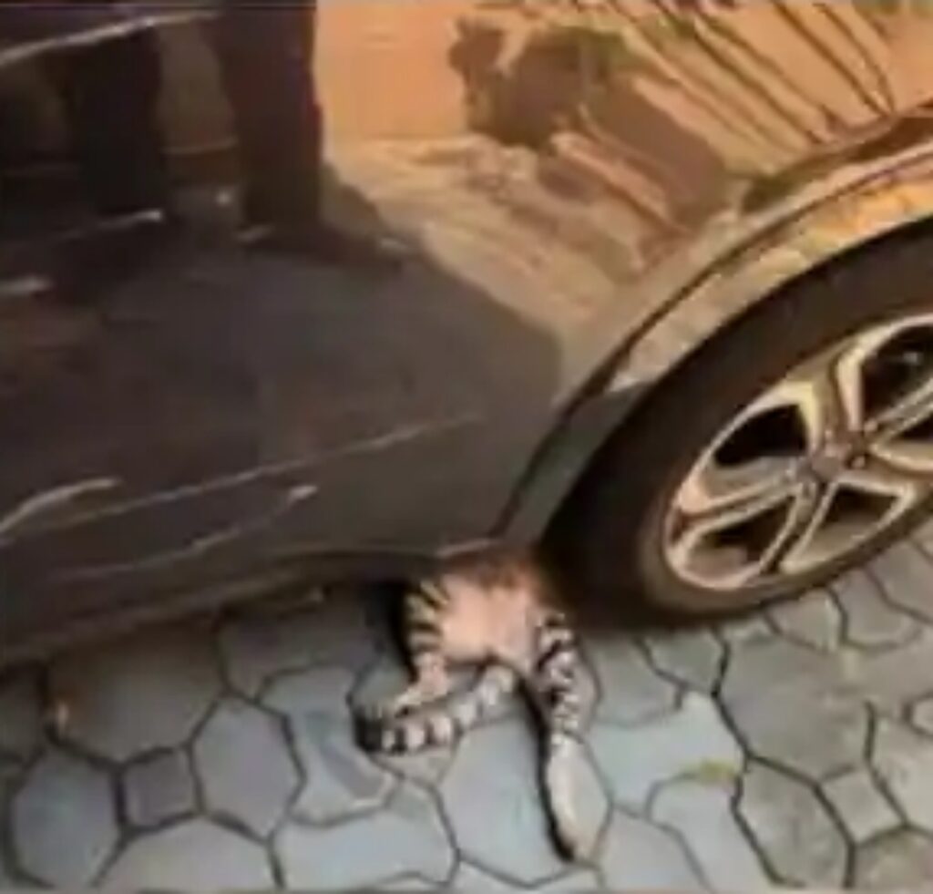 gatto finge di essere schiacciato da una macchina
