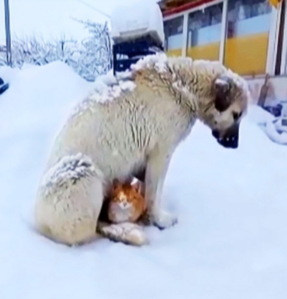 gatto con cane sulla neve