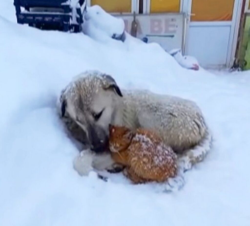 gatto con cane sulla neve