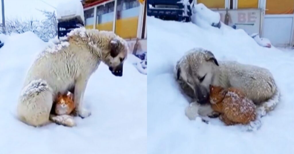 gatto con cane sulla neve