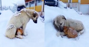 Un gattino si rifugia sotto un cane randagio che lo ha salvato trasmettendogli il suo calore (VIDEO)