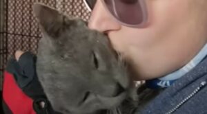 Il gattone Ares ha incontrato delle persone speciali che gli hanno cambiato la vita (VIDEO)