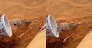 Un gerbillo assetato nel deserto viene aiutato da un uomo he si ferma per prestargli soccorso (VIDEO)