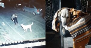 Giovane viene ripreso dalla telecamera mentre sta ballando con un cagnolino randagio (VIDEO)